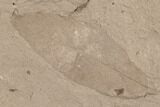 Miocene Fossil Oak Leaf (Quercus) - Idaho #189103-1